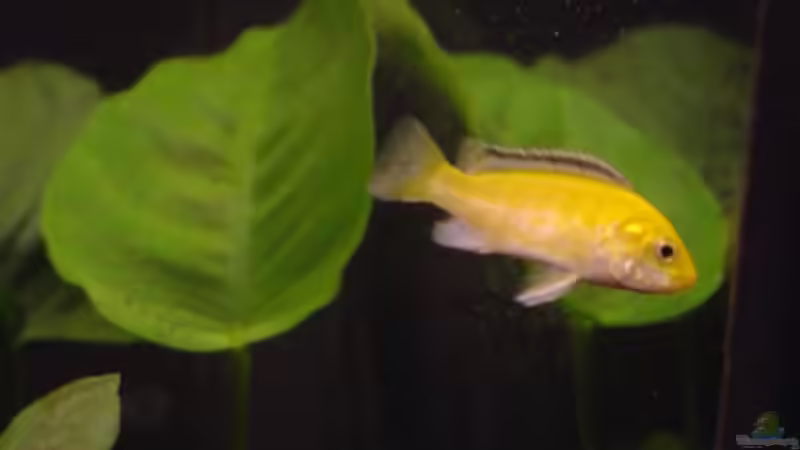 junger Yellow vor Anubia von Daniel Kronmüller (21)