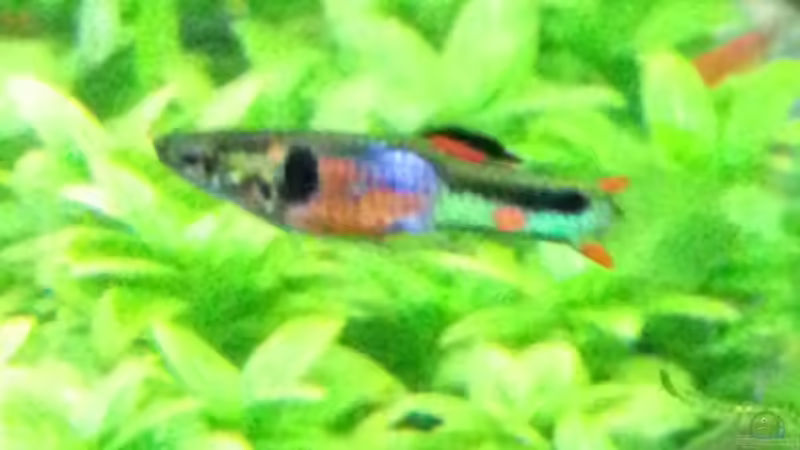 junges böckchen ... die Jungs sind immer zu schnell, für Bilder von Na Dine (10)