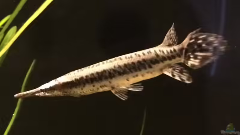 junges Lepisosteus oculatus Weibchen von Captain Gü (10)