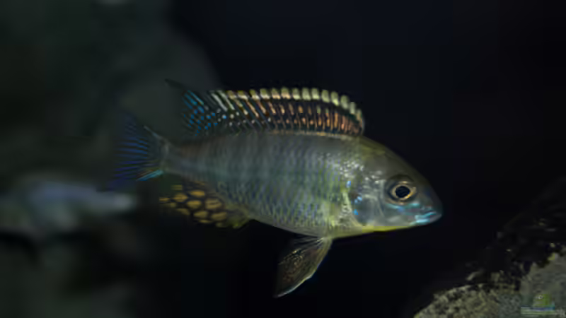 Einrichtungsbeispiele mit Lethrinops