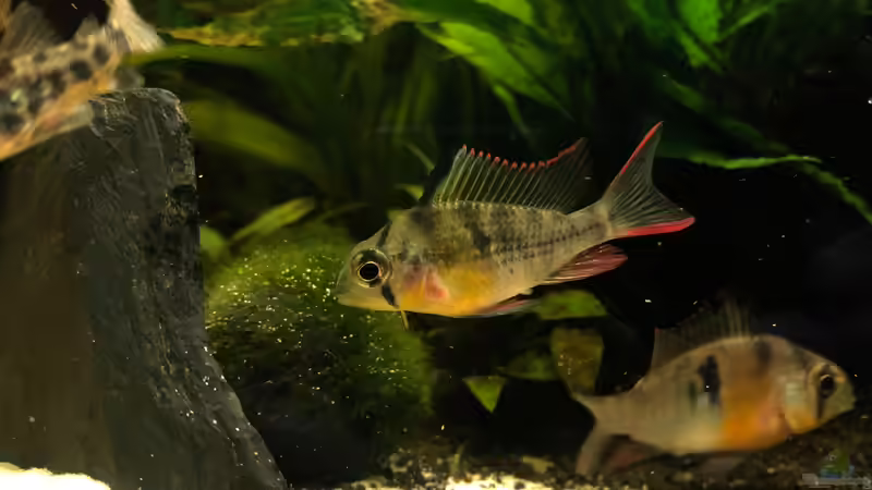 Junges Männchen Bolivianer von Manu Trauti (3)