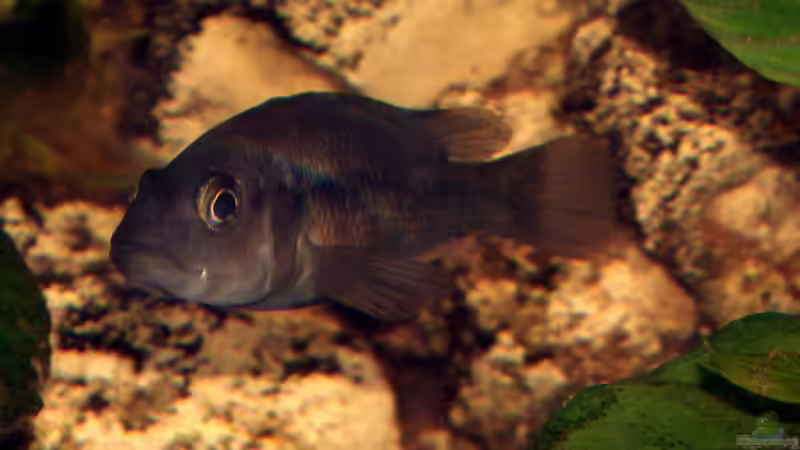 junges Männchen H. sp. ´Orange Rock Hunter´  von Stanislav Kislyuk (17)