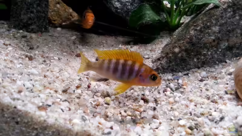 junges Männchen von junger Aquarianer (52)