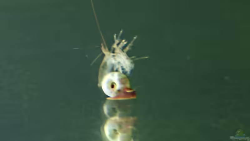 junges Posthörnchen mit Exuvienkopfbedeckung von Arami Gurami (14)