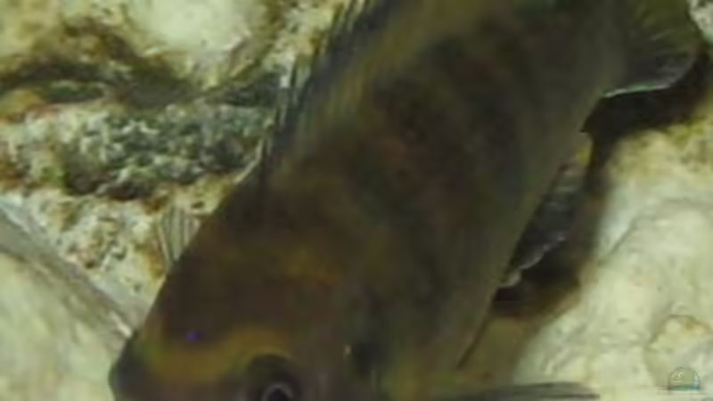 Einrichtungsbeispiele mit Pseudotropheus flavus