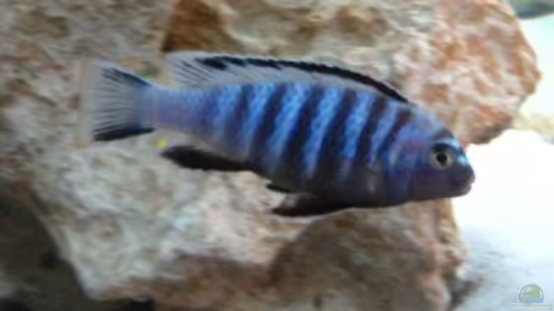 junges Pseudotropheus saulosi m von Meike_R (38)