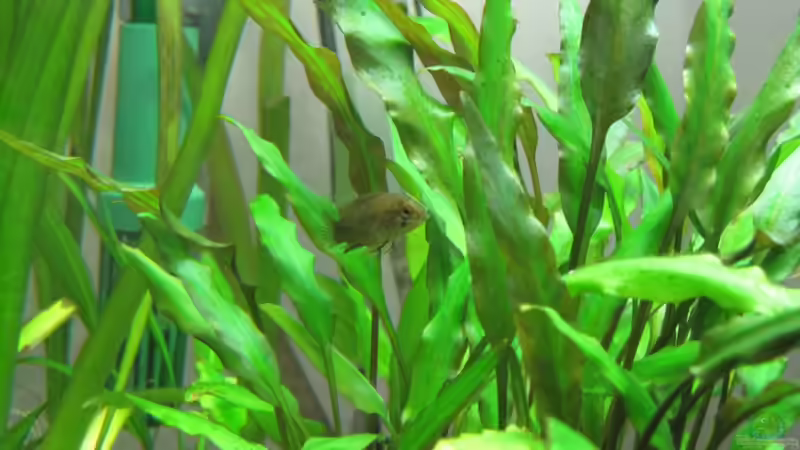 Junges Weibchen von Robbie (21)