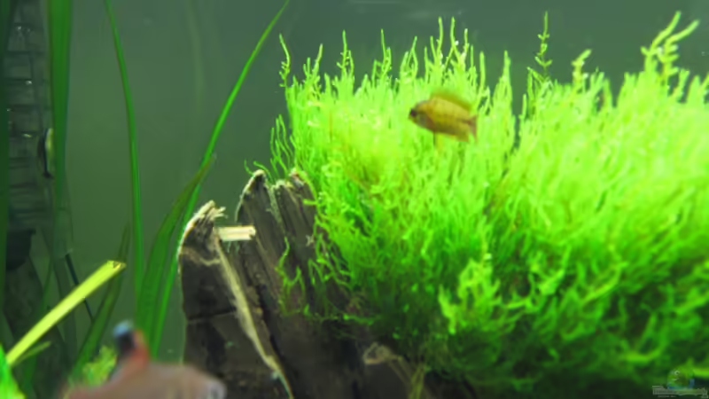 Junges Weibchen von Robbie (26)