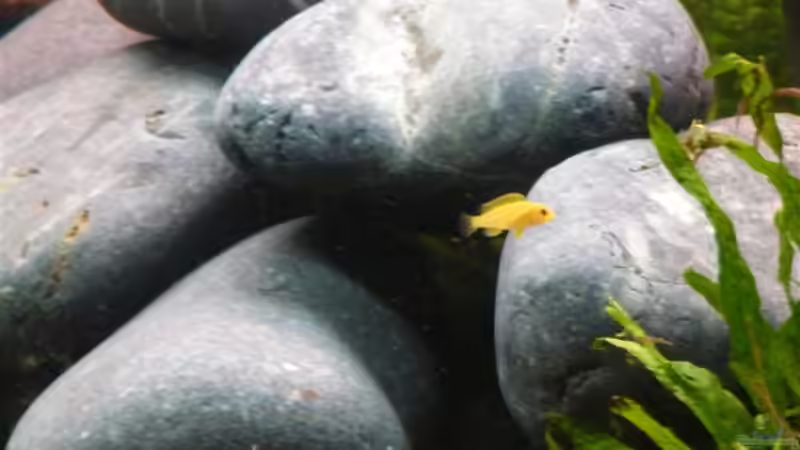 Jungfisch :-) von meiner unbekannten Art von Torsten Uhland (7)