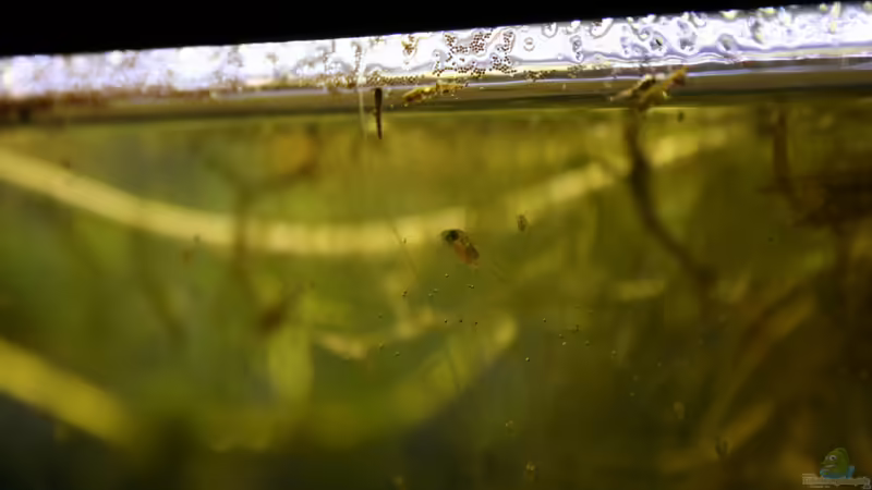 Jungfisch 01.12.2012 von Susanne Axt (21)