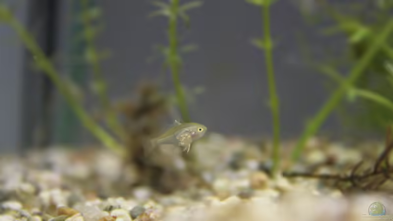 Jungfisch 16.12.2012 von Susanne Axt (22)