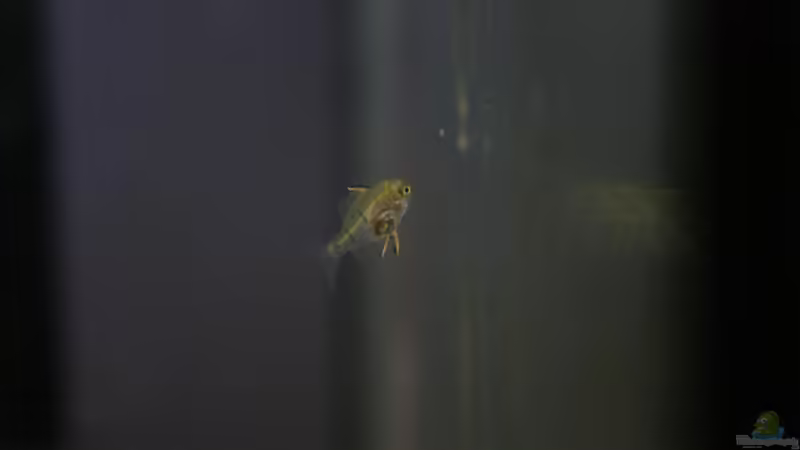 Jungfisch 24.12.2012 von Susanne Axt (23)