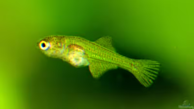 Jungfisch aber welcher?  von Helmut Kreutmayer (14)