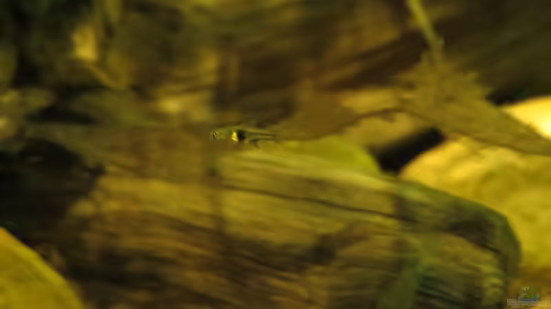 Jungfisch am 09.0914 von Joni_99 (24)