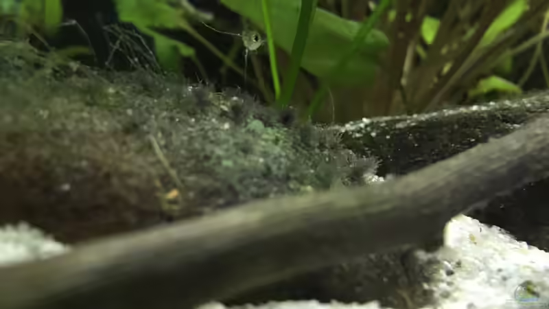 Jungfisch dass sich versteckt von Ozi5467 (19)