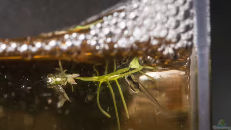 Jungfisch mit Schaumnest von fischgarage (4)