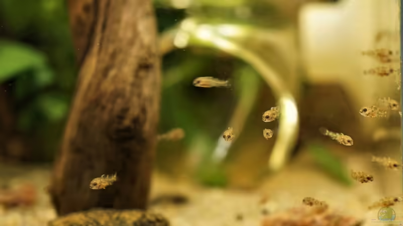 Jungfisch-Schwarm von Micha... (50)