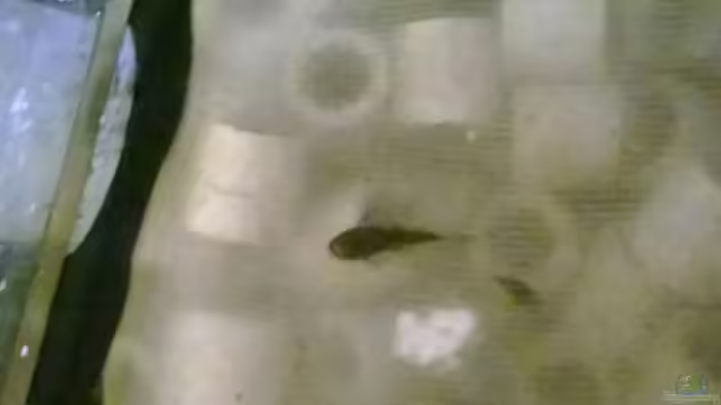 Jungfisch von den Antennenwelse von Lars Ascher (70)