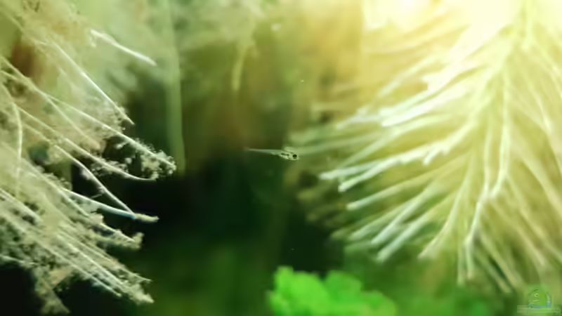 Jungfisch von Mark1234 (12)