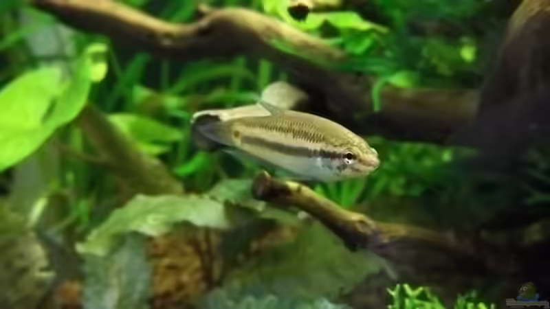 Jungfisch^^ von Zebraschneggla (13)