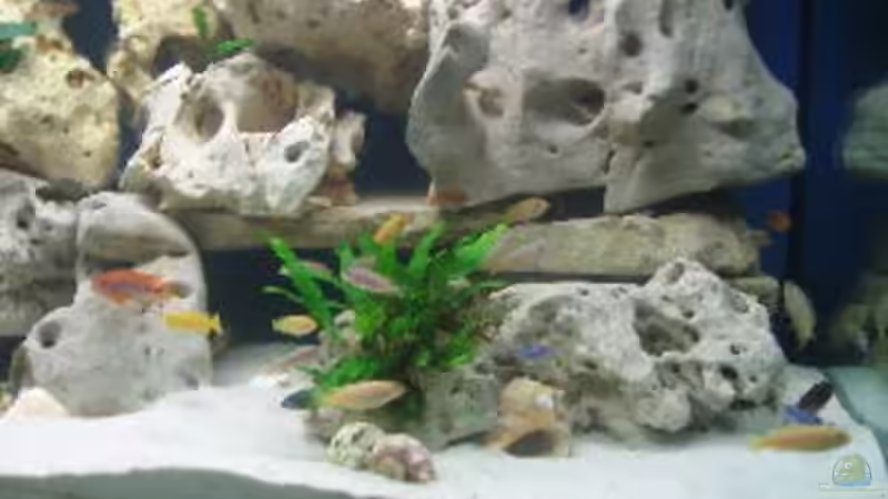 Jungfische  von Helmut Loehr (14)