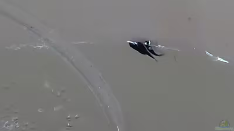 Jungfische, wenn einer weiß welche, bitte Infos an mich  von Stefan von Oettingen (41)