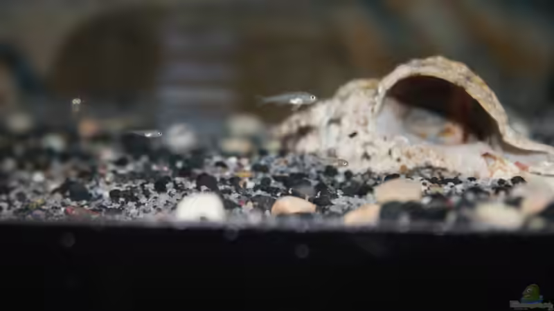 Jungfische aus zwei Gelegen von The Pictus catfish (39)