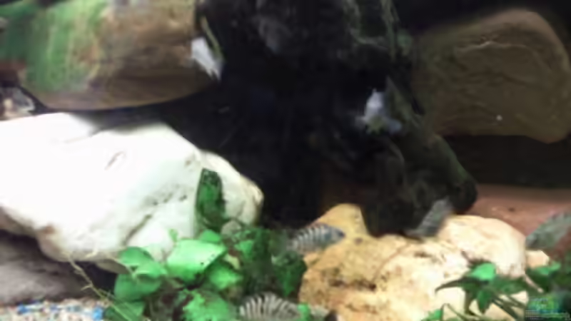 Jungfische im Schwarm von mikael38 (27)