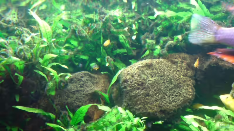 Jungfische in ihrem Lebensraum von Dennis Feldhaus (8)