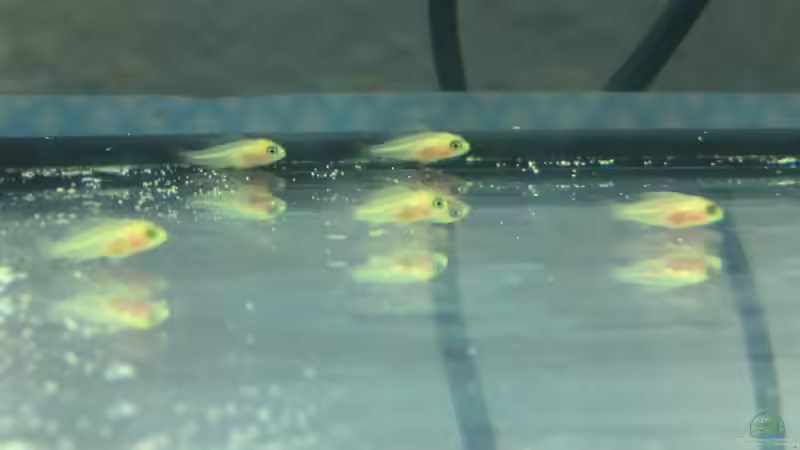 Jungfische Maylandia estherae von Aspel82 (29)