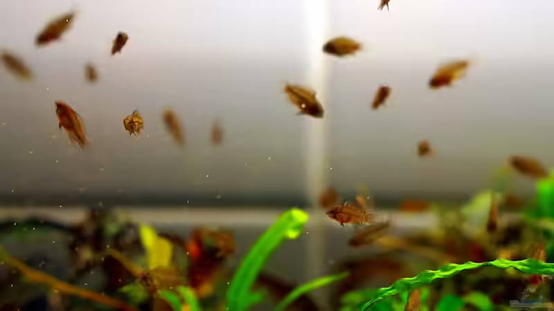 Jungfische sind ausgezogen von Micha... (59)