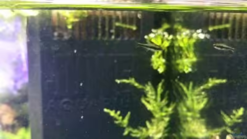 Jungfische und Filter von Scaper (20)