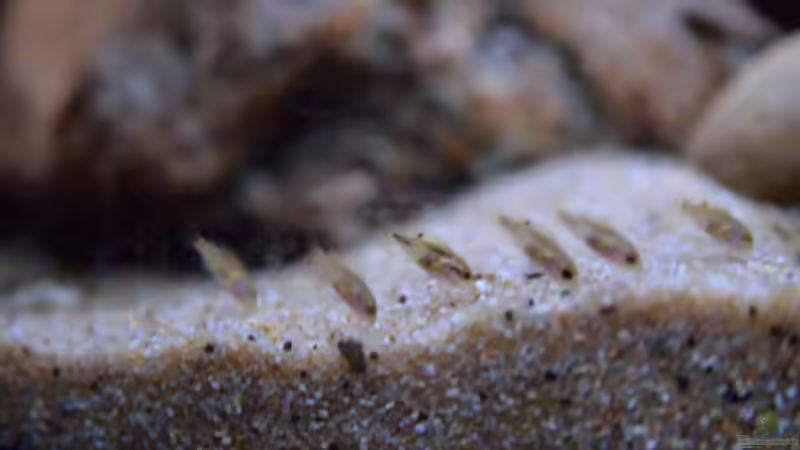 Jungfische von Didi (31)