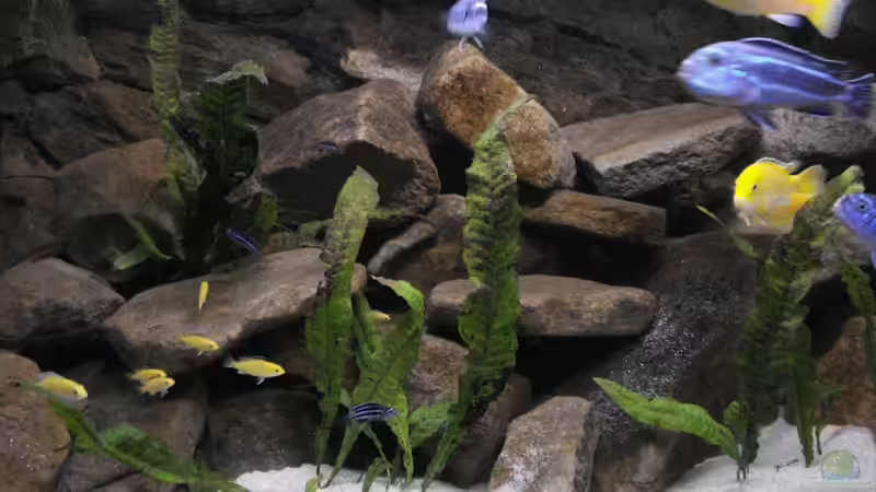 Jungfische von Logo (6)