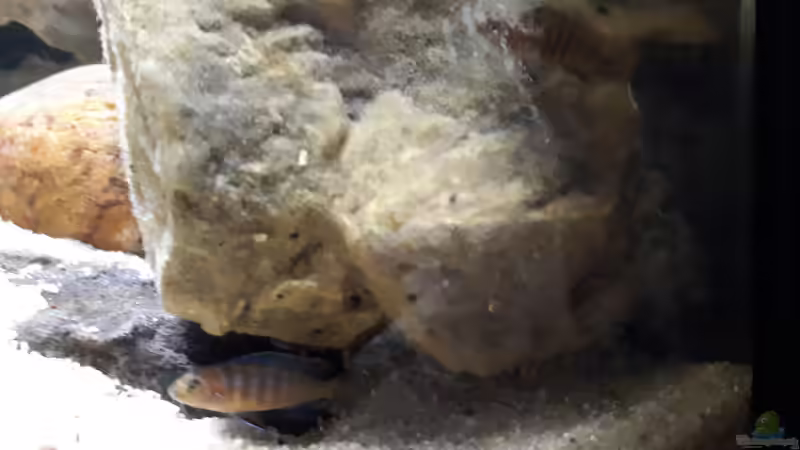 Jungfische von Miketsch (34)