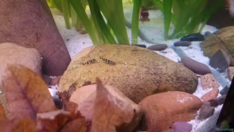 Jungfische von Miss Kasimir (10)