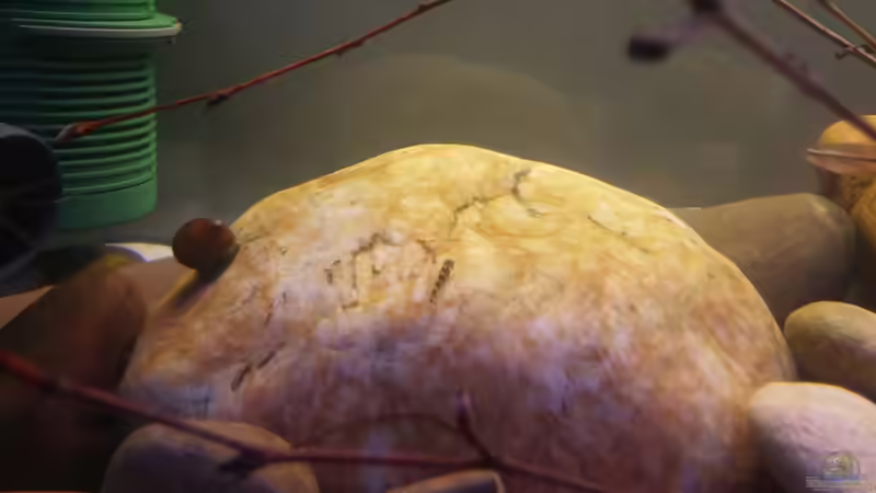 Jungfische von Miss Kasimir (25)