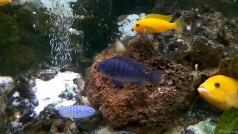 Jungfische (Was ist denn der dunkle für ne Kreuzung? ) von Stefan Mischler (25)