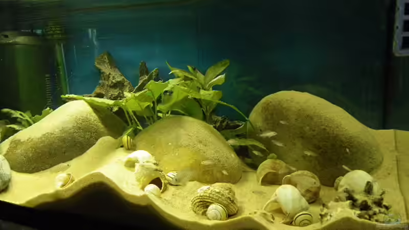 Jungfischschar von Bazzi (10)