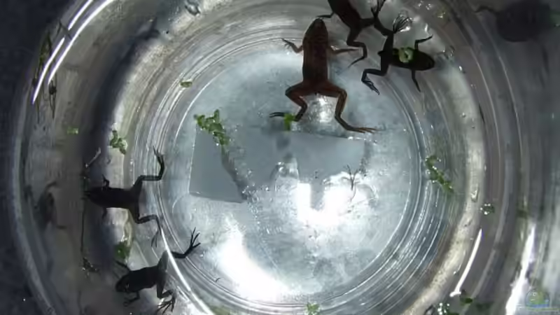 Jungfrösche von Denise83 (25)