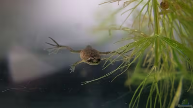 Jungfrosch, noch mit Schwänzchen von Denise83 (22)