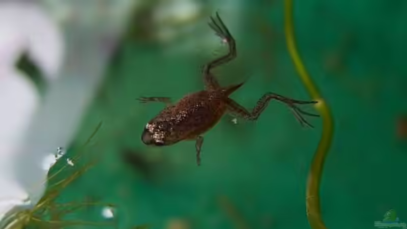 Jungfrosch noch mit kleinem Schwänzchen von Denise83 (23)