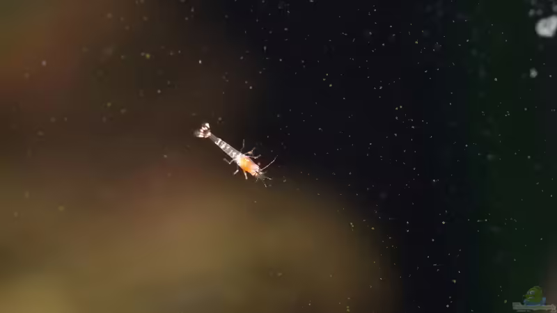 Junggarnele  von Acki50 (7)