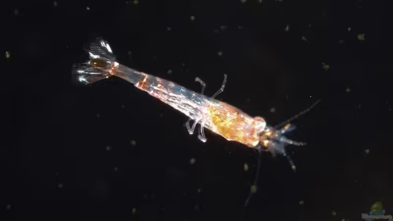 Junggarnele von Acki50 (8)