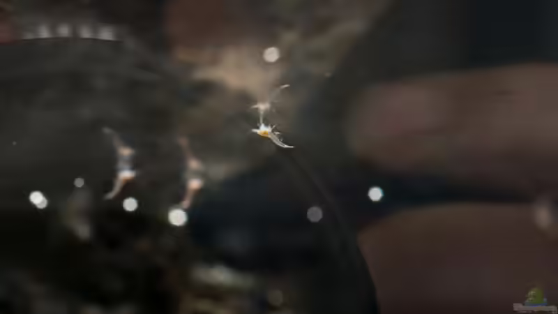 Junggarnele weidet  von Acki50 (9)