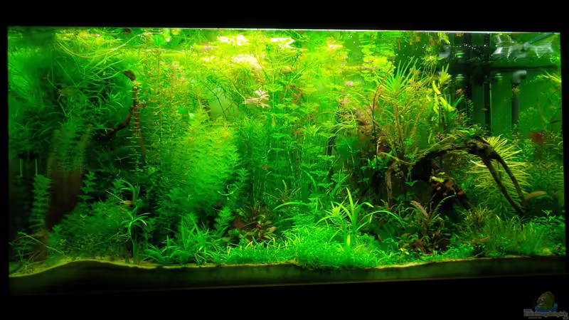 Jungle Underwater von Daniel Gall (1)