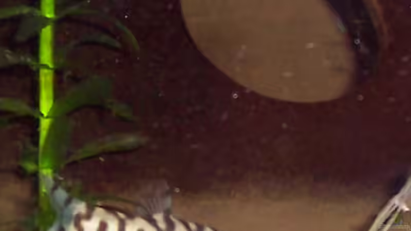 Jungschmerle (ca. 5 cm) von Solaris (11)