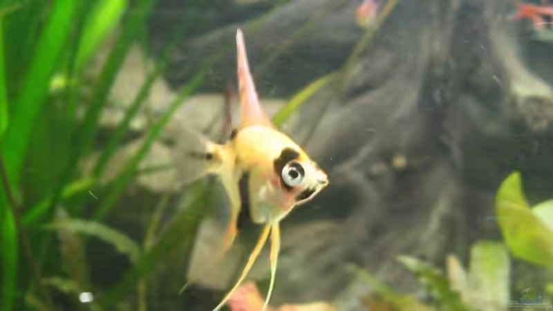 Jungskalar  von Thorsten Makoschey (12)