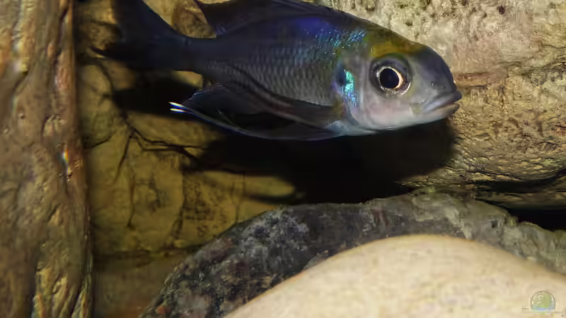 Jungspund und elendiger Angeber O.ventralis von Cichliden-Kabuff (38)