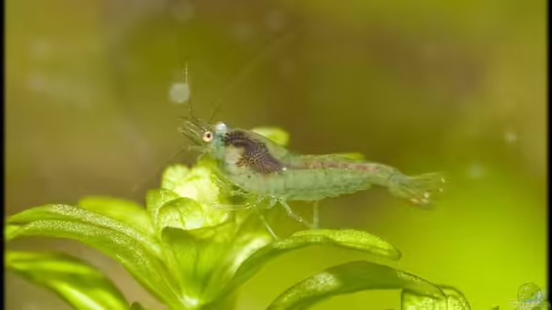 Jungtier ca. 1 cm von Ralf64 (51)